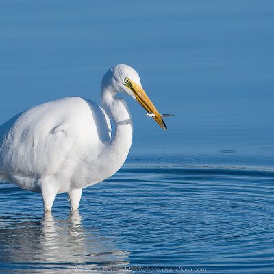 egrets-16 Great Egret