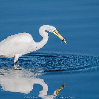 egrets-17 Great Egret