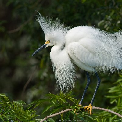 egrets-2 Snowy Egret
