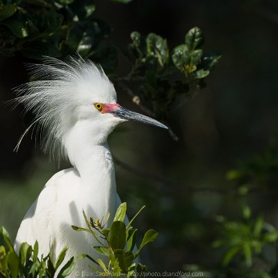 egrets-3 Snowy Egret