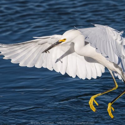 egrets-4 Snowy Egret