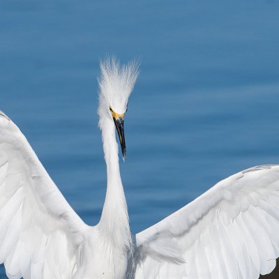 egrets-5 Snowy Egret