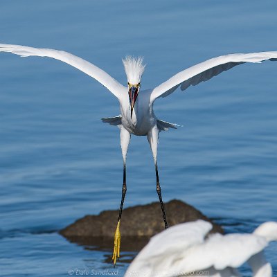 egrets-6 Snowy Egret