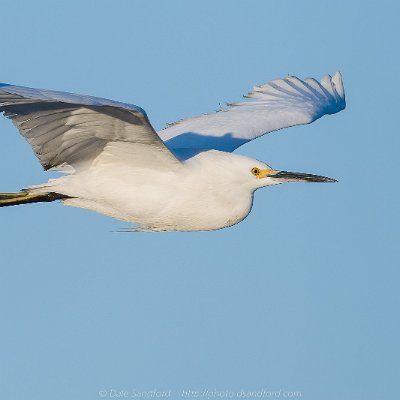 egrets-7 Snowy Egret