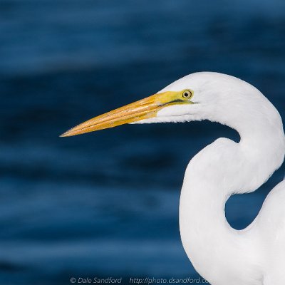 egrets-9 Great Egret