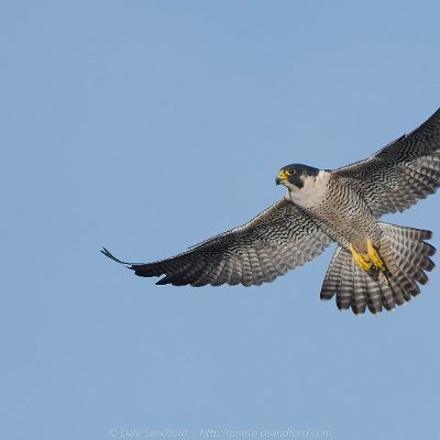 hawks-1 Peregrine Falcon