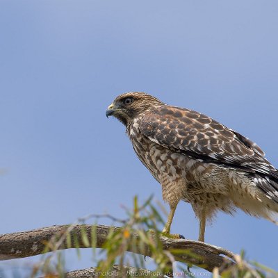 hawks-12 Red-shouldered Hawk