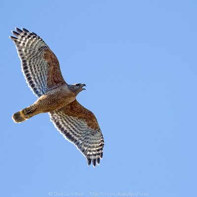 hawks-13 Red-shouldered Hawk