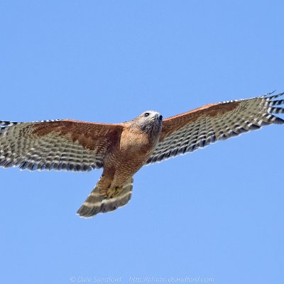hawks-14 Red-shouldered Hawk