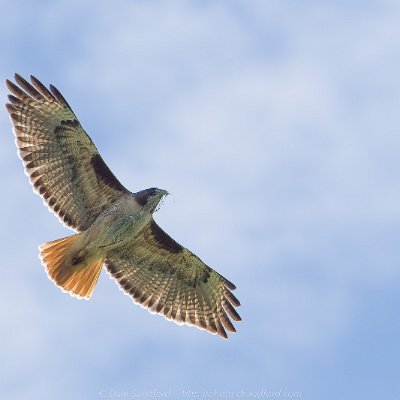 hawks-16 Red-tailed Hawk