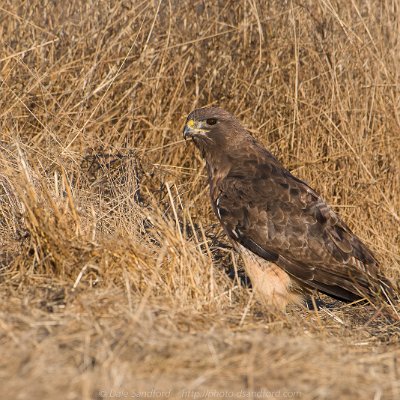 hawks-17 Red-tailed Hawk