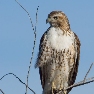 hawks-18 Red-tailed Hawk