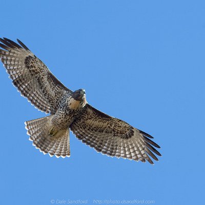hawks-19 Red-tailed Hawk
