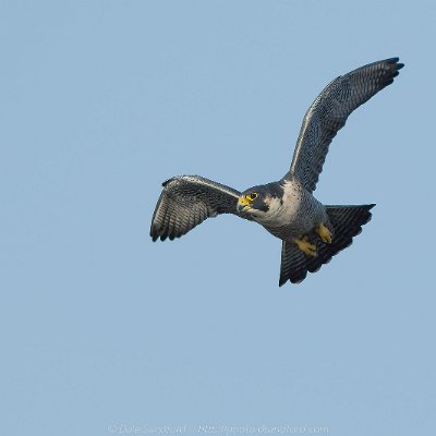 hawks-2 Peregrine Falcon