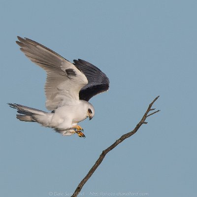 hawks-3 White-tailed Kite