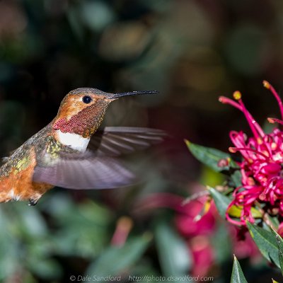 hummingbirds-1 Allen's Hummingbird