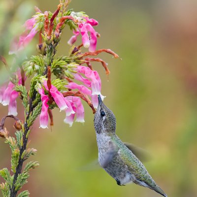 hummingbirds-10 Anna's hummingbird