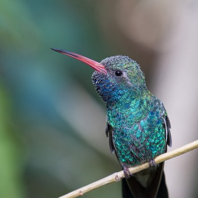 hummingbirds-11 Broad-billed Hummingbird