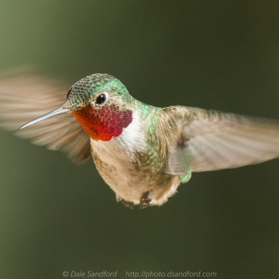 hummingbirds-12 Broad-tailed Hummingbird