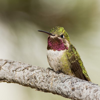 hummingbirds-13 Broad-tailed Hummingbird