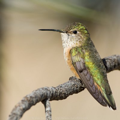 hummingbirds-14 Broad-tailed Hummingbird