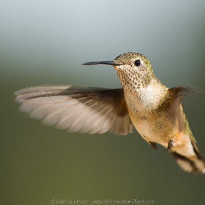 hummingbirds-15 Broad-tailed Hummingbird