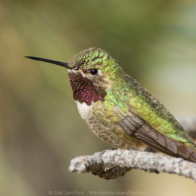 hummingbirds-16 Broad-tailed Hummingbird
