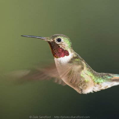hummingbirds-17 Broad-tailed Hummingbird