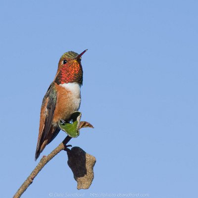 hummingbirds-2 Allen's Hummingbird