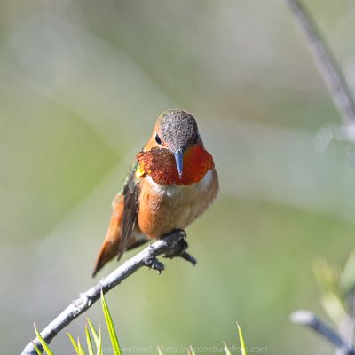 hummingbirds-3 Allen's Hummingbird
