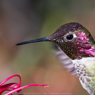 hummingbirds-4 Anna's Hummingbird