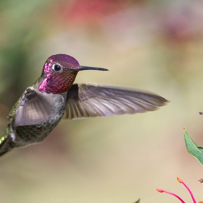 hummingbirds-5 Anna's Hummingbird