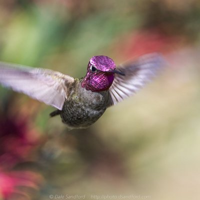 hummingbirds-6 Anna's Hummingbird