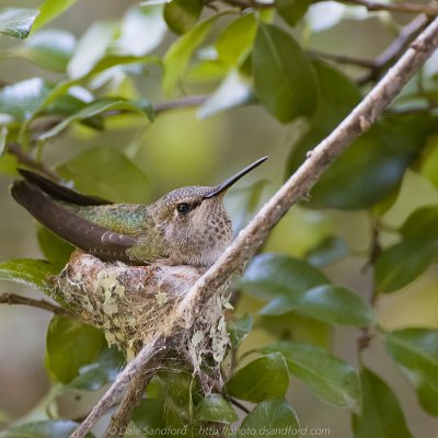hummingbirds-7 Anna's Hummingbird