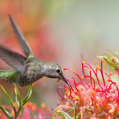 hummingbirds-9 Anna's Hummingbird