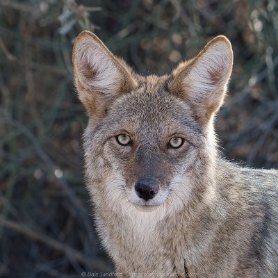 mammals-1 Coyote