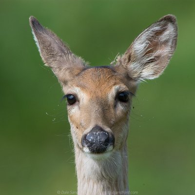 mammals-12 White-tailed Deer