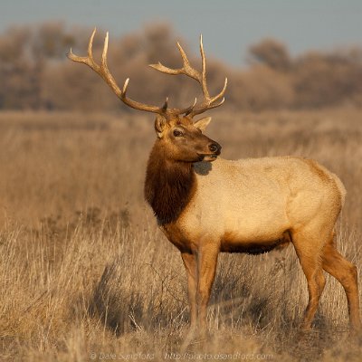 mammals-13 Tule Elk