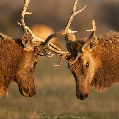 mammals-14 Tule Elk