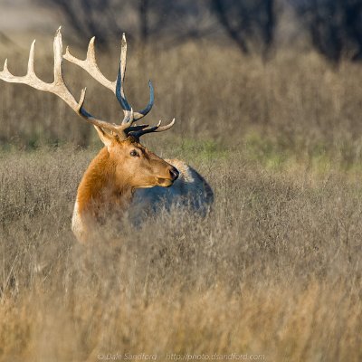 mammals-15 Tule Elk