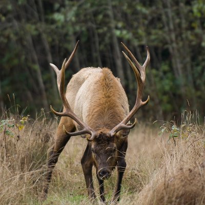 mammals-16 Roosevelt Elk