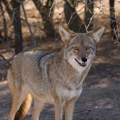 mammals-2 Coyote