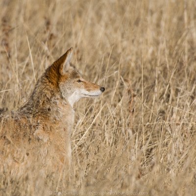 mammals-4 Coyote