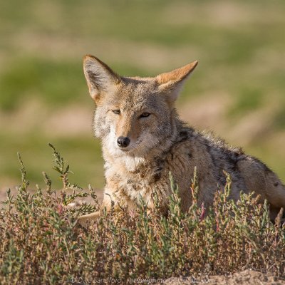 mammals-5 Coyote