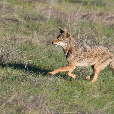 mammals-6 Coyote