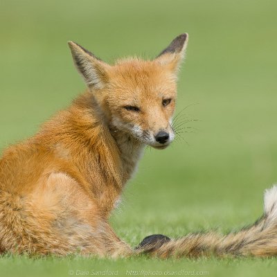 mammals-7 Red Fox