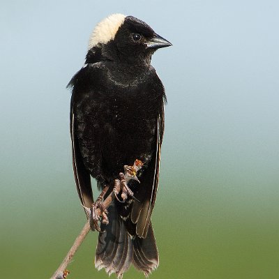 blackbirds-10 Bobolink