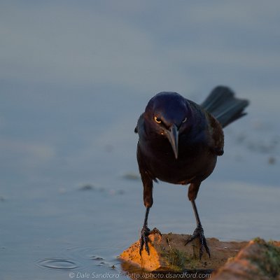 blackbirds-11 Grackle