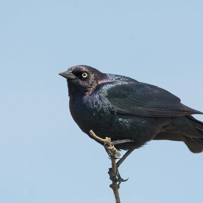 blackbirds-13 Brewer's Blackbird
