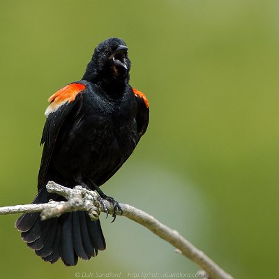 blackbirds-15 Red-winged Blackbird